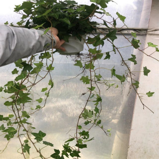 ���~���L�������Ի����҃��̨ͥԺ���ٴ���ֲ�ﳣ�G��ꎻ��ܾGֲ