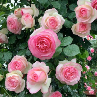 һ�����l��ɫ��ɳ��ʯ�����Nޱ�¼���������ļ����ܾGֲ�̨ͥԺ