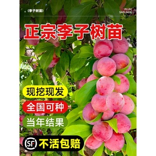 New Variety of Half-Red Plum Saplings, May Crisp Bee Peak Sugar Sanhua Plum, Fruit Tree Seedlings Planted in the South and North