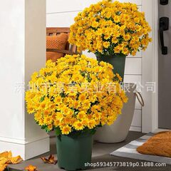 跨境落日菊花5色可选7头21头人造菊花母亲节礼物秋季花园门廊装饰