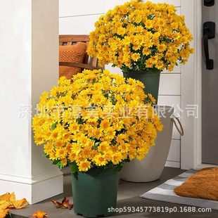 �羳���վջ�5ɫ���x7�^21�^����ջ�ĸ�H���Y���＾���@�T���b�