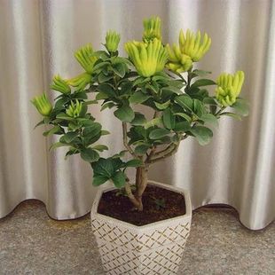 ����ָ̹���ؔ�������Խ��A�������Ϙ��������Ե���ԭ�Sֱ�N