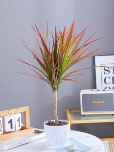 �߲��Fǧ��ľ�Gֲ���Կ͏d�҃�ֲ������Rβ�F��Ѫ����ٺ����辰