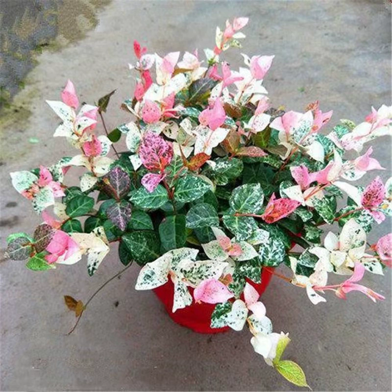 Оптовый цветочный лист камень Крытый горшечный зеленый цветок растения Золотой Камень сусальный камень горшечная каменная лоза