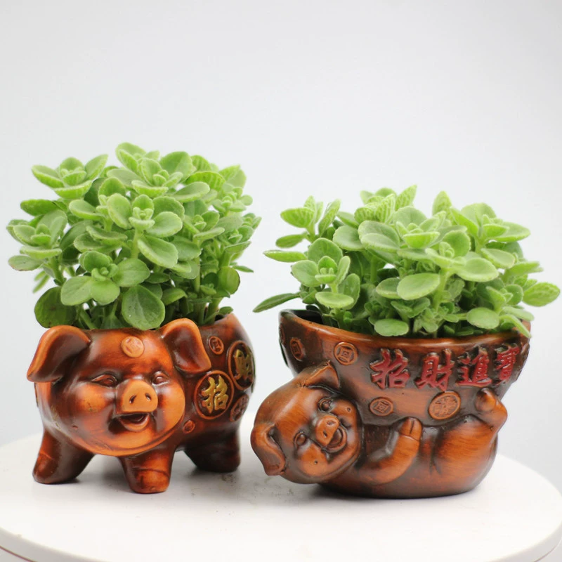 Бампер благовония горшечные растения почтовые расходы протрите ароматный свинья богатый ваниль суккулент средство от комаров очистка насекомых воздух зеленые растения цветы