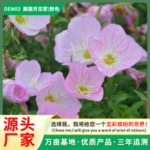 ҊݻNѻ׻ļԷNҹ㻨Ѵ󻨶N