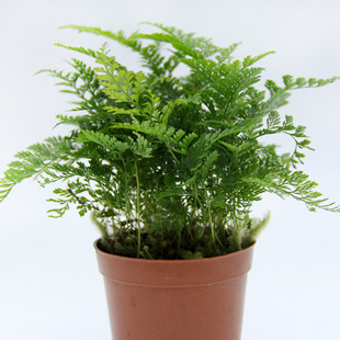 Moss Micro-Landscape Production Ferns Micro-Landscape Plants Wolf Tail Fern Plant Wholesale Landscaping Potted Plants