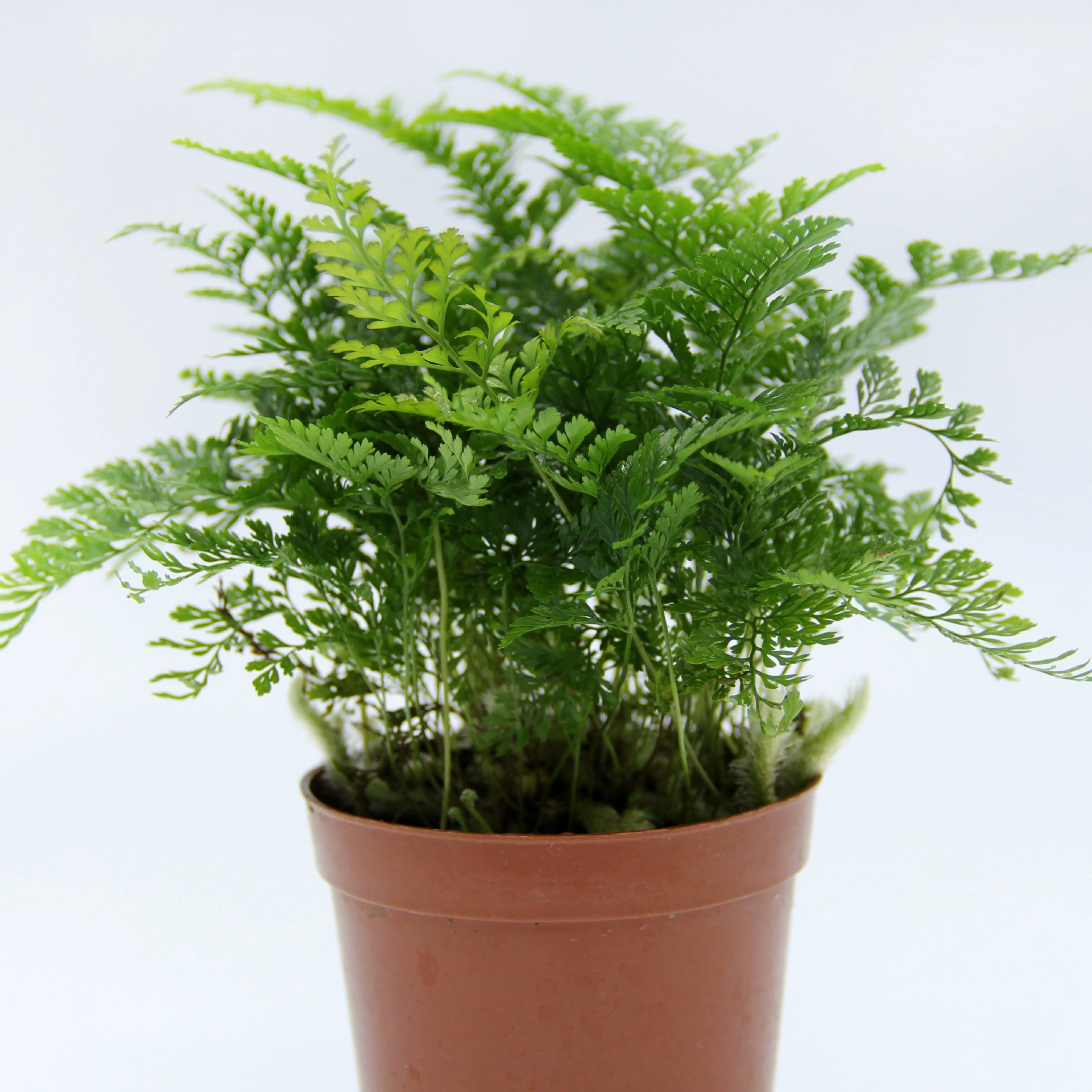 Производство микроландшафтов из мха, микроландшафтов из папоротников, растений для микроландшафтов, папоротников «волчий хвост», оптовая продажа растений для ландшафтного дизайна, горшечных растений