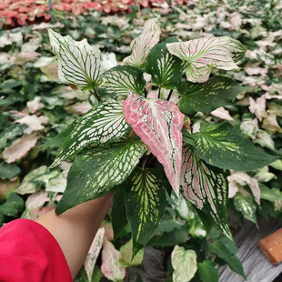 ������ֱ�����^�~�Gֲ�������� �Ӽһ�������160��ɫ�����~��