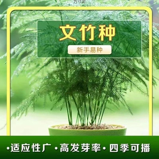 Asparagus Seeds, Asparagus Potted Plants, Indoor Planting, Outdoor Cold-Resistant Flower Seeds, Asparagus Seeds, Four-Season Courtyard Planting Wholesale
