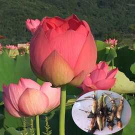 荷花苗盆栽水养莲藕种根苗食用藕种藕苗莲花碗莲种藕水生植物碗莲