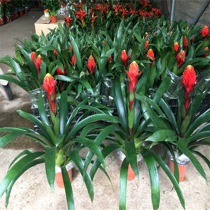 Hongyun Dangtou Горшечные растения с бутоны Факел Открытие Зеленые растения Новоселье Растения Праздничные цветы с цветами Гостиная Новогодние цветы