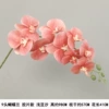 9-head film waterproof Phalaenopsis shallow bean paste "Thickened"