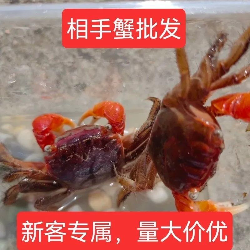 Сладкие крабы домашние животные маленькие крабы