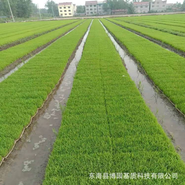 水稻秧,秧苗和草区别图片,水稻抛秧育秧秧苗技术_大山谷图库