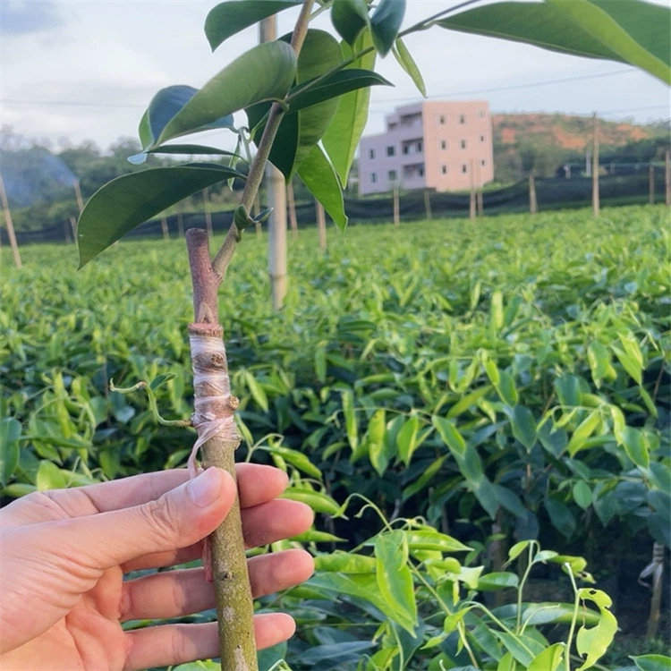 Происхождение оптом Зеленый Qinan agarwood саженцы поколения Мать дерево прививки подлинный фиолетовый Qinan пластины посадили с почвой и листьями ландшафтного дерева