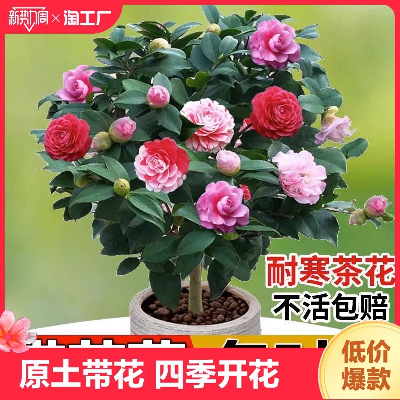 茶花树苗盆栽带花苞植物玫瑰花好养山茶花苗四季开花老桩