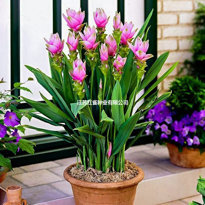 Импортные Имбирные луковицы лотоса термостойкие и солнцезащитные колбы многолетние двор балкон Крытый Лилия Тюльпан цветы