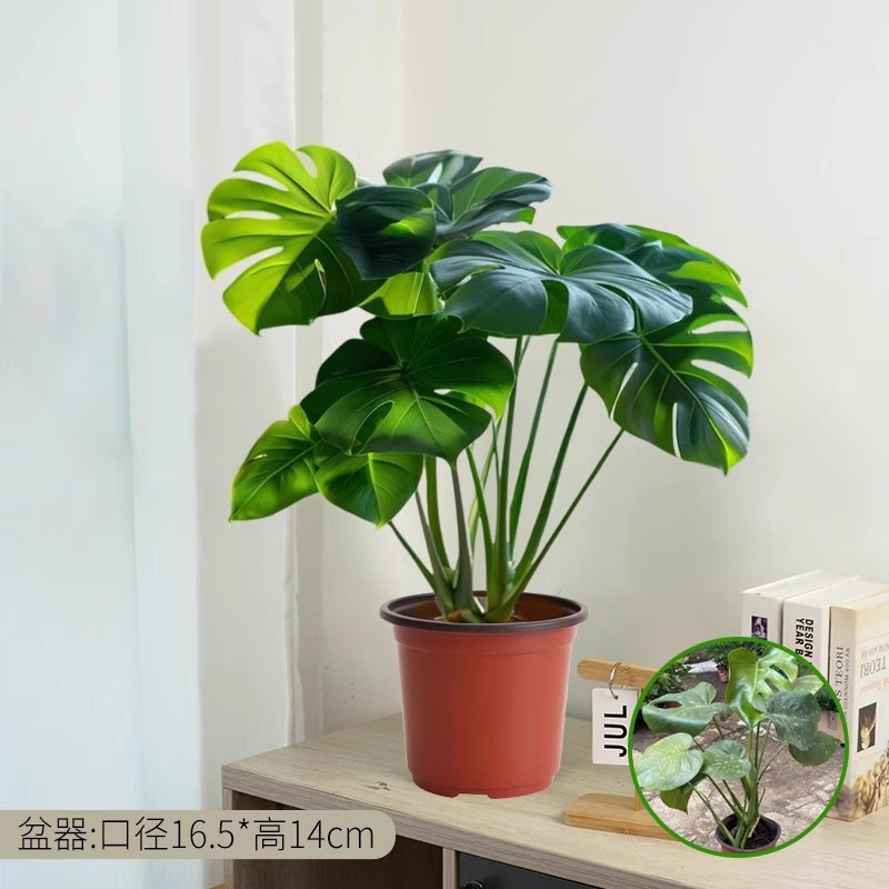 Monstera deliciosa potted plant [height about 50cm] original pot