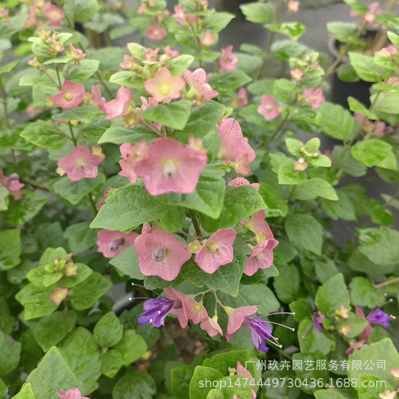 Розовый бутон зима красная шляпа цветок в горшке клумба цветок зеркало цветок растение пейзаж ландшафтный дизайн Цветочный Стенд стена зеленое растение