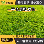 短绒藓 鲜活苔藓草皮青苔微景观绿植盆栽铺面植物小盆景苔藓造景