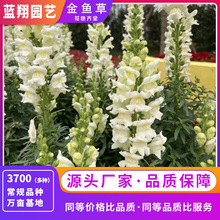 ԻNӽ~ݻܷNļ׷N׻̏SֱNlr