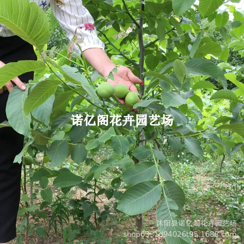 Рассада грецкого ореха 8518 Привитая рассада Очень большая рассада грецкого ореха с тонкой кожицей Посадка рассады фруктовых деревьев в Южный и Северный сезоны