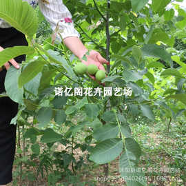 核桃苗8518嫁接苗特大薄皮核桃树苗南北方四季种植果树苗当年结果