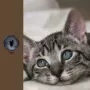 眼睛手工仿真羊毛毡眼珠
