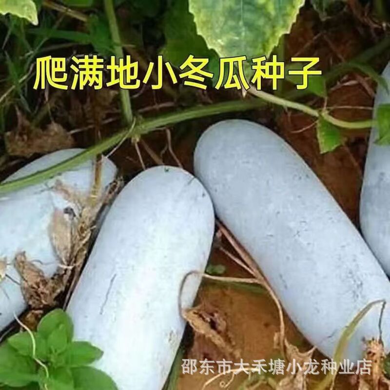 Small Winter Melon Seeds Crawling All over the Ground, Winter Melon Seeds, Small Winter Melon Seeds, High-Yielding Potted Vegetable Seeds in All Seasons and Spring Small Winter Melon Seeds Crawling All over the Ground, Winter Melon Seeds, Small Winter Melon Seeds, High-Yielding Potted Vegetable Seeds in All Seasons and Spring