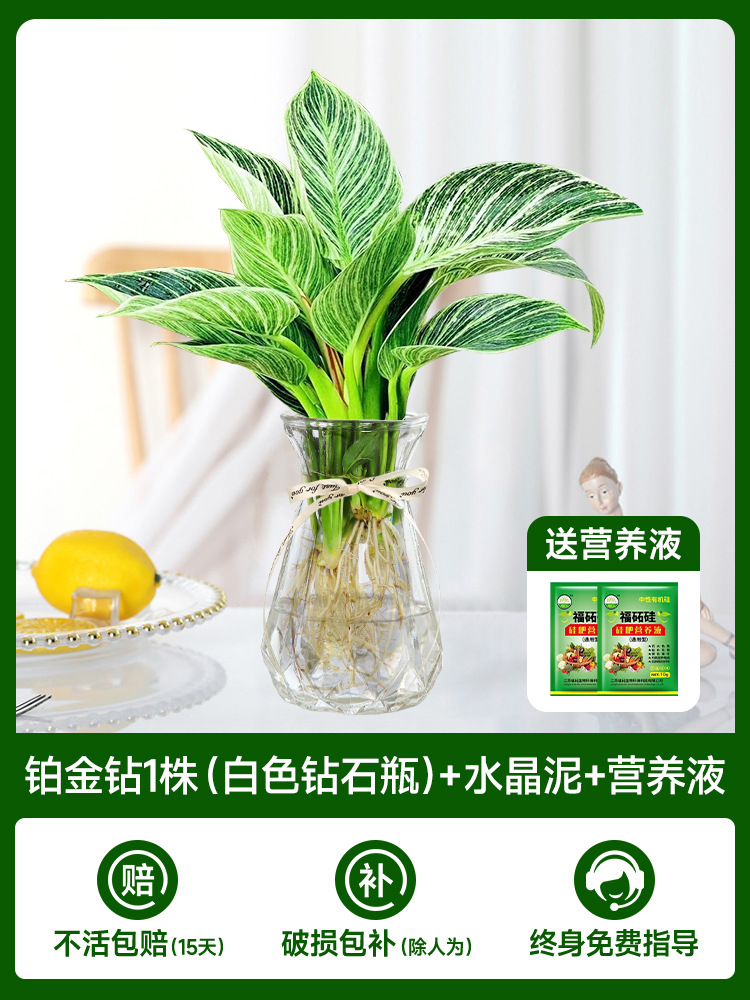 백금 다이아몬드 1개(투명 다이아몬드 병) + 크리스탈 머드 + 영양액 2개