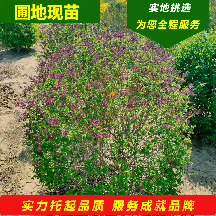 紫丁香球苗圃批发小叶丁香球50-1.5米四季丁香花树球大叶丁香树苗