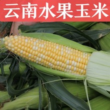 云南水果玉米现摘新鲜玉米甜玉米棒产地直供9斤水果玉米一件代发
