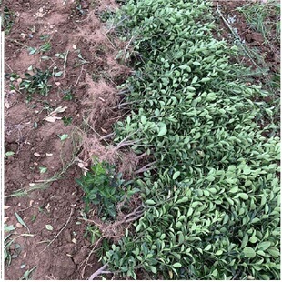 ���ش��~�S����lì���������·�G����ľ��������ɫ�K�������G