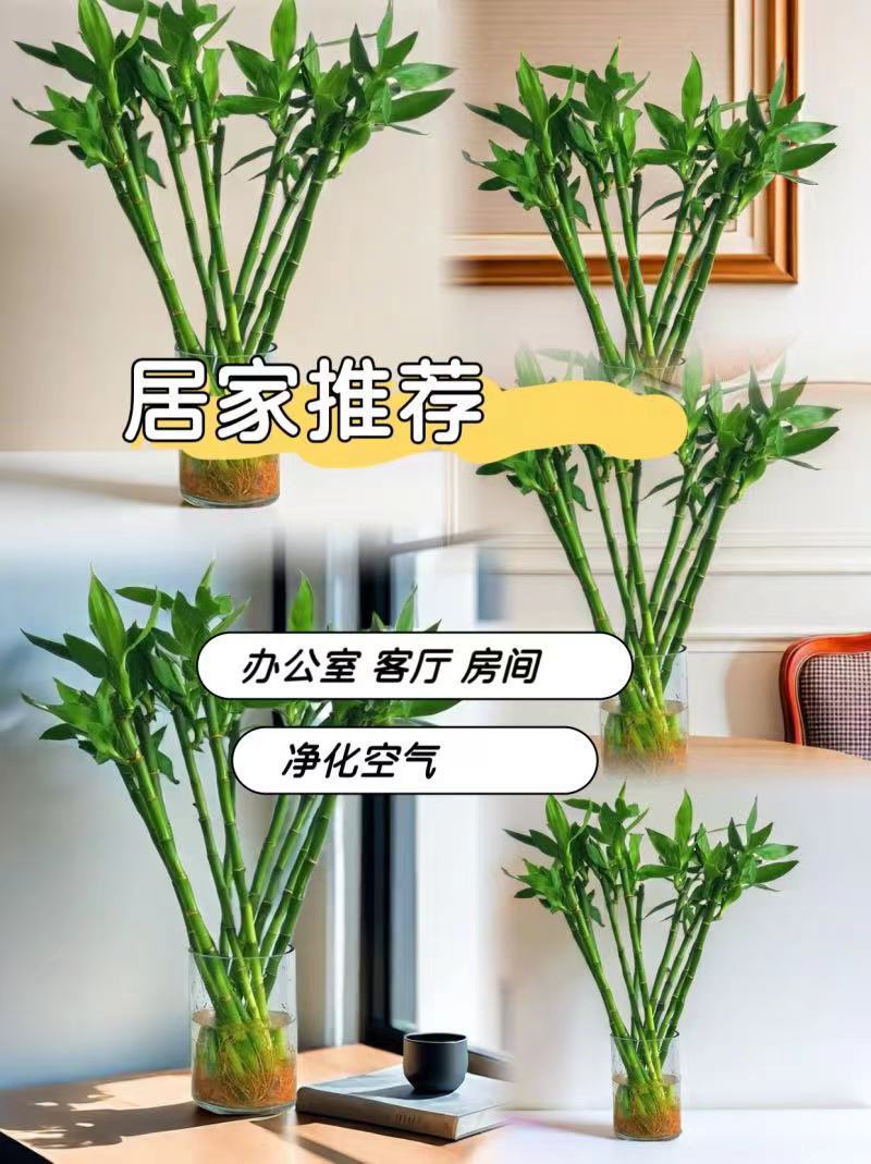 开运竹富贵竹水培转运竹招财绿植办公室桌面盆栽净化空气带根易养-阿里巴巴