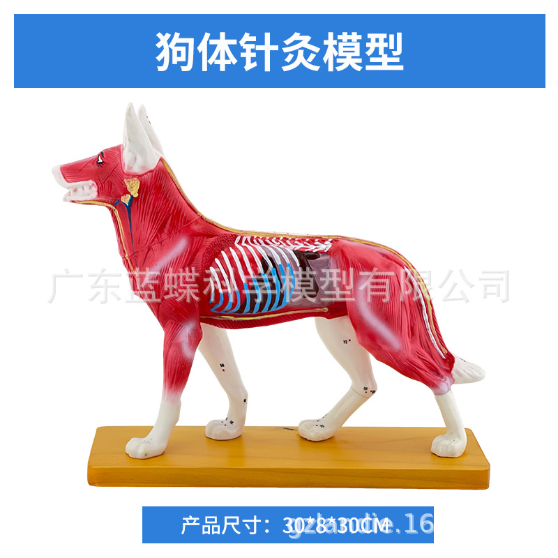 ��è��ţ�������ģ�� ȮѨλ ������� ��ҽ��ѧ�������ģ��