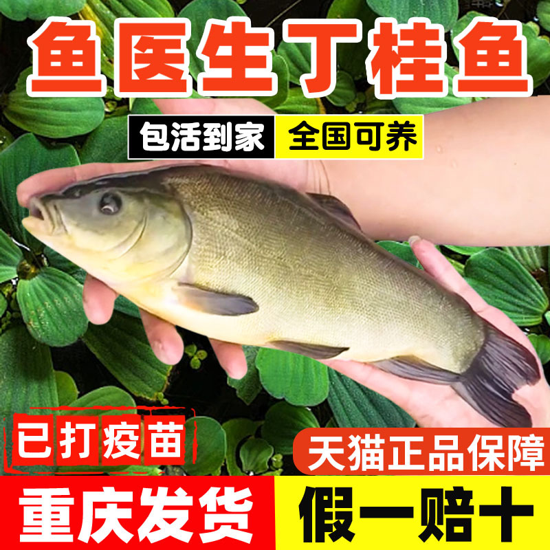 丁桂鱼苗淡水培殖食用观赏鱼冷水鱼好养耐活欧洲丁鱥鱼小鱼苗批发