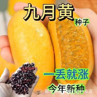 ���ھ����S�N���SƤˮ������ը�N��ľ�|�p�@�ٺ�Ҋˮ���ϴ���Nֲ