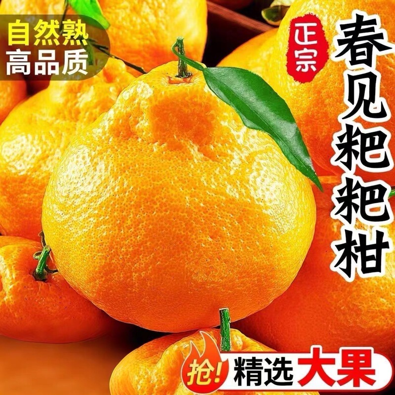 Fresh Seasonal Tangerines from Sichuan, Freshly Picked Whole Box of Navel Oranges
