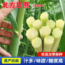 ��������N����U�N�Ӹ����J���N�������շN���Ǹ����N�Ӵ����֭