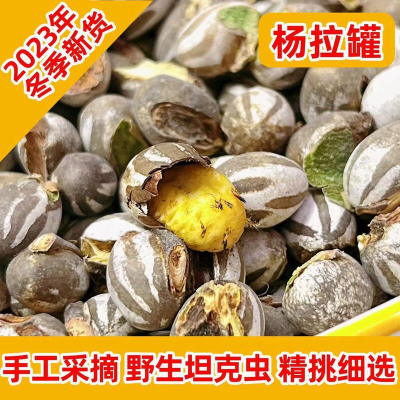 Yangla Tank Student Dormitory Tank Insect Hamster Parrot Squirrel Honey Bag Flying Squirrel Snacks High Protein for Weight Gain