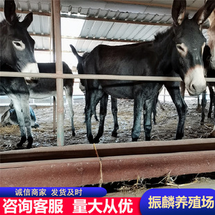 �Bֳ�����l�H��ë�H�Bֳ���H������\ݔ�����H�Bֳ�F؛