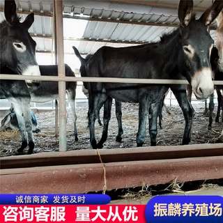 养殖场批发驴苗毛驴养殖肉驴量大包运输德州驴养殖现货