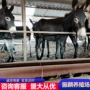 养殖量大德州驴