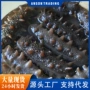 大连即食商用鲜活海参