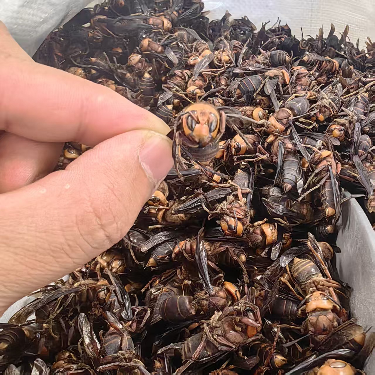 Dried Wasp Hornet Whole Body Hu Tou Feng Traditional Chinese Herb Natural Sun Dried Sichuan Origin 1000g quality and texture