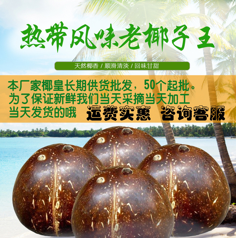 厂家直发椰皇海南椰皇抛光椰子炖盅新鲜老椰子新鲜现货不包邮-阿里巴巴