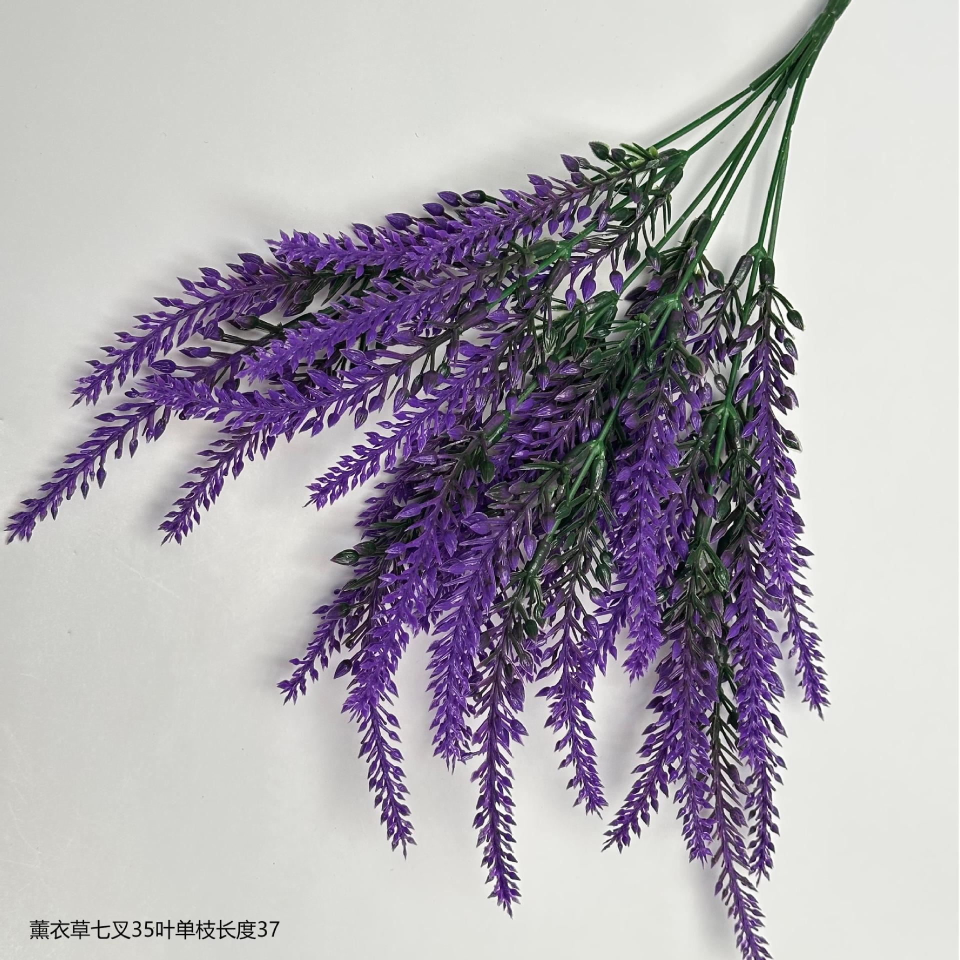 라벤더