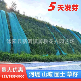 Lawn Grass Seed Slope Protection Grass Seed Four-Season Evergreen Greening Grass Seed Ryegrass Cold-Resistant Greening Project Bermudagrass Seed