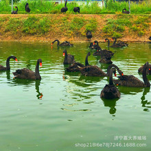 观赏黑天鹅 黑天鹅幼苗 出售景区游乐园公园观赏黑天鹅活体苗